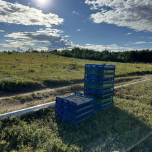 Load image into Gallery viewer, Maine Wild Blueberries (Preorder - August Pickup)