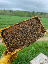 Load image into Gallery viewer, 2025 Nuc Starter Hive (Pickup only)